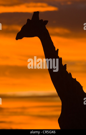 Kenia, Masai Mara National Reserve, Masai-Giraffe (Giraffa Cameleopardalis Tippelskirchi), Sonnenaufgang, durch bereinigt werden Stockfoto