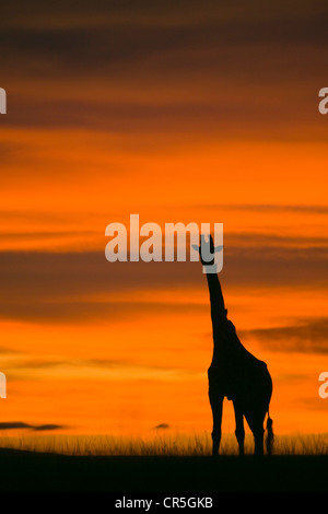 Kenia, Masai Mara National Reserve, Masai-Giraffe (Giraffa Cameleopardalis Tippelskirchi), sunrise Stockfoto