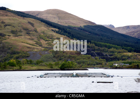 Lachs-Stifte und Netze am Loch Leven in den schottischen highlands Stockfoto