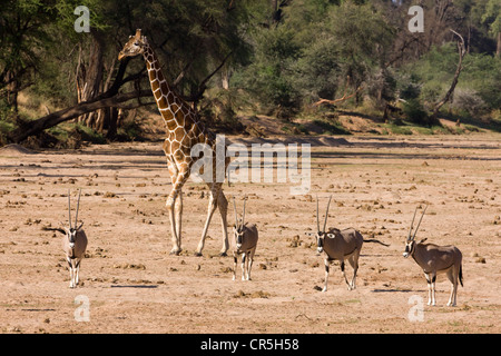 Kenya, Samburu National Reserve, trocken, Fluss, Oryx (Oryx Beisa) und netzartige giraffe Stockfoto