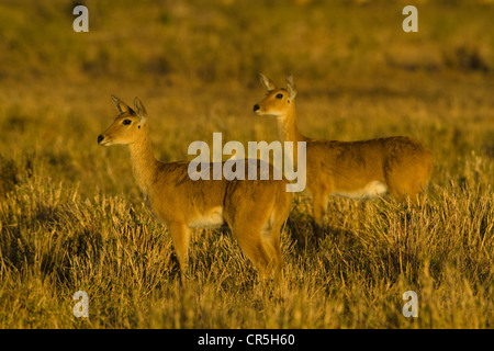 Kenia, Masai Mara National Reserve, Cobe Lechwe (Kobus Leche) Stockfoto