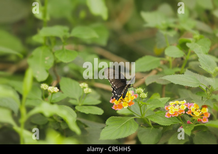 Spicebush Schwalbenschwanz Schmetterling Papilio Troilus am Strauch Eisenkraut Blume Pflanze Lantana Camara mit teilweise geöffneten Flügeln und Thorax sichtbar im Teilprofil in Gefangenschaft Stockfoto