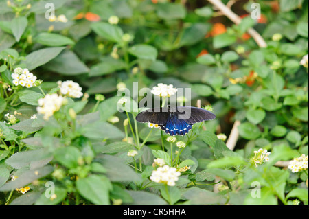 Pipevine Schwalbenschwanz Schmetterling Battus Philenor gehockt Strauch Eisenkraut Blume Lantana Camara diese Schmetterlinge haben lange schwarze und blaue Flügel. Flügel breit öffnen, in Gefangenschaft, USA. Stockfoto