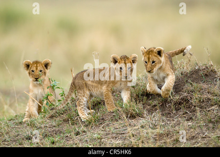 Kenia, Masai Mara National Reserve, Löwenbabys (Panthera Leo) von 2 oder 3 Monate alt spielen Stockfoto