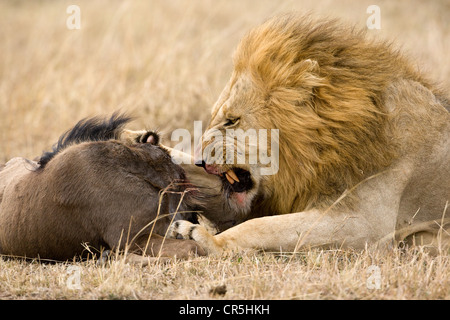 Kenia, Masai Mara National Reserve, Löwe (Panthera Leo), männliche Essen ein gnu Stockfoto