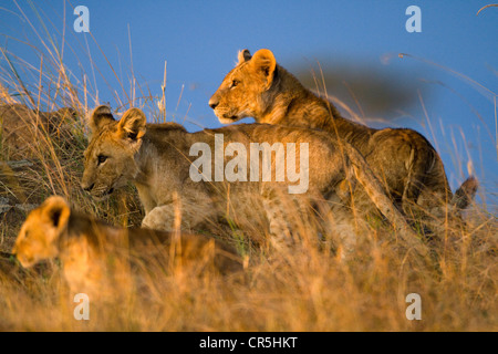 Kenia, Masai Mara National Reserve, Löwenbabys (Panthera Leo) 4 Monate alt Stockfoto