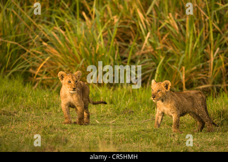 Kenia, Masai Mara National Reserve, Löwenbabys (Panthera Leo) 2 Monate alt Stockfoto