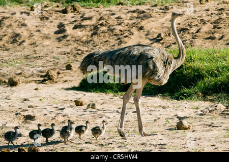 Kenya, Samburu National Reserve, Somali-Strauß (Struthio Camelus Molybdophanes), weiblich und Babys Stockfoto