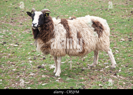 Jacobs-Schafe in Woodlands Familie Freizeitpark, Totnes, Devon, England, Vereinigtes Königreich. Stockfoto
