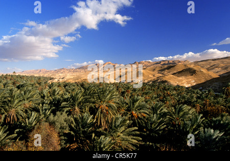 Tunesien, Region Süd, Tamerza, Bergoase an der Unterseite des Atlas-Gebirges, palm Grove Stockfoto