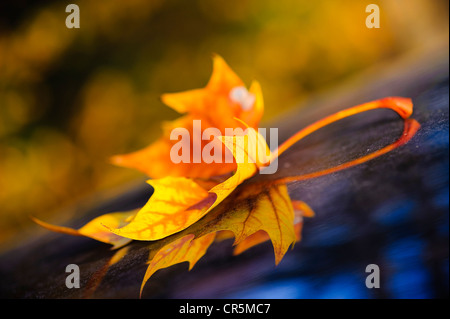 Buntes Herbstlaub liegend auf dem Dach eines Autos Stockfoto