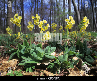 Echte Schlüsselblume (Primula Elatior), Nationalpark Hainich, natürliche Weltkulturerbe, in der Nähe von Eisenach, Thüringen, Deutschland, Europa Stockfoto