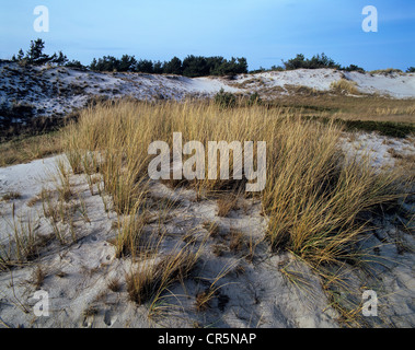 Europäische Dünengebieten Rasen, Europäische Strandhafer (Ammophila Arenaria), Dünen am Darßer Ort spucken, Darß, Western Pomerania Lagune Stockfoto