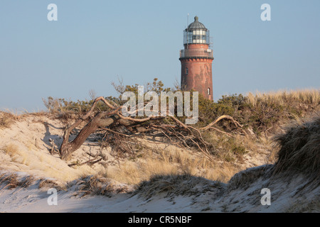 Düne mit einer Wind-durchgebrannten Föhre (Pinus Sylvestris) am Weststrand vor dem Leuchtturm am Darßer Ort in der Nähe von Prerow, Darß, Stockfoto