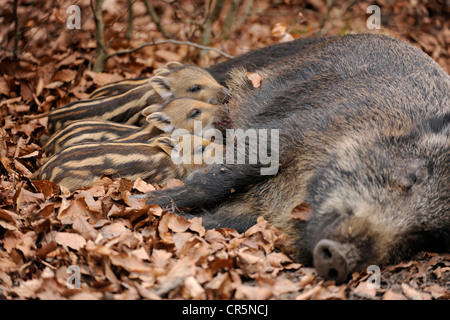 Wildschweine (Sus Scrofa), säen säugende Ferkel in einem Gehäuse, North Rhine-Westphalia, Deutschland, Europa Stockfoto