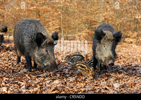 Wildschweine (Sus Scrofa), Sauen mit Ferkeln, in einem Gehäuse, North Rhine-Westphalia, Germany, Europe Stockfoto