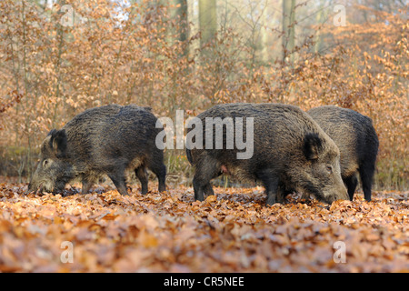 Wildschweine (Sus Scrofa), Weibchen, wilde Sauen auf Nahrungssuche, in Gefangenschaft, North Rhine-Westphalia, Germany, Europe Stockfoto