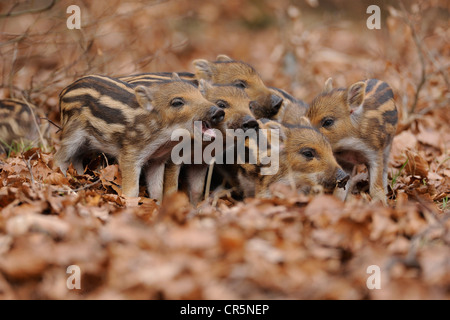 Wildschweine (Sus Scrofa), Ferkel kämpfen, in einem Gehäuse, North Rhine-Westphalia, Deutschland, Europa Stockfoto