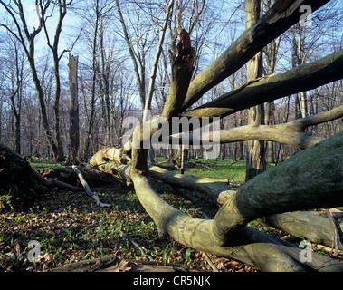 Totholz am Boden im Wald Buche (Fagus Sylvatica), UNESCO-Weltnaturerbe, Nationalpark Hainich Stockfoto