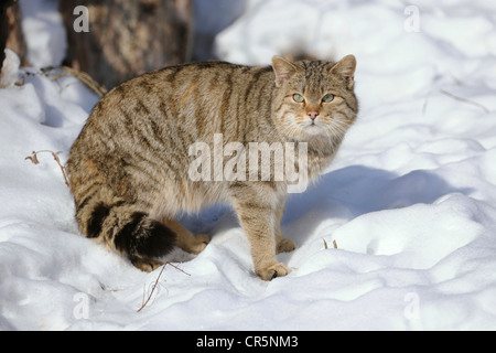 Wildkatze (Felis Silvestris), Männlich, Kater, im Schnee, Gehäuse, in Gefangenschaft, Thüringen, Deutschland, Europa Stockfoto