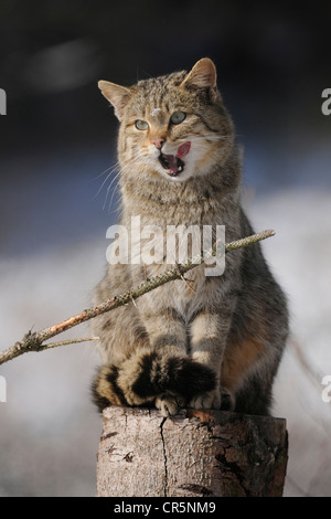 Wildkatze (Felis Silvestris), Männlich, Tomcat, leckte seinen Mund, Gehäuse, in Gefangenschaft, Thüringen, Deutschland, Europa Stockfoto