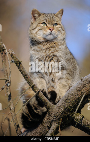 Wildkatze (Felis Silvestris), Männlich, Tomcat, Gehäuse, in Gefangenschaft, Thüringen, Deutschland, Europa Stockfoto