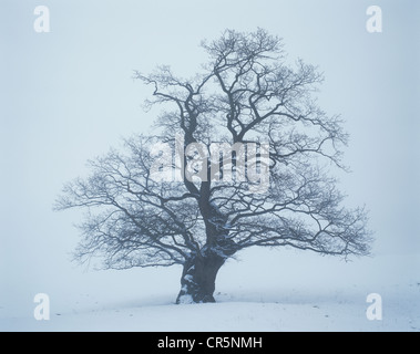 Einsame Eiche (Quercus Robur), einsamer Baum auf einem nebeligen Wintertag mit Schnee, Thüringen, Deutschland, Europa Stockfoto