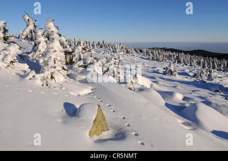 Winterlandschaft auf Mt Brocken, Spuren eines Luchses (Lynx Lynx) in den Schnee, Harz-Gebirge, Sachsen-Anhalt, Deutschland, Europa Stockfoto