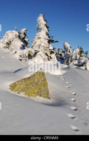 Winterlandschaft auf Mt Brocken, Spuren eines Luchses (Lynx Lynx) in den Schnee, Harz-Gebirge, Sachsen-Anhalt, Deutschland, Europa Stockfoto