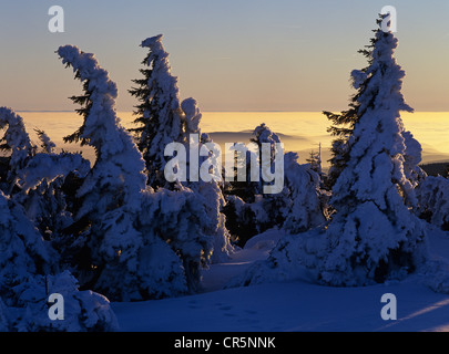 Schneebedeckten Fichten (Picea Abies) auf Mt Brocken, Harz-Gebirge, Sachsen-Anhalt, Deutschland, Europa Stockfoto