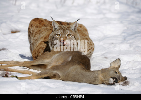 Luchs (Lynx Lynx), Männchen mit Beute, Reh (Capreolus Capreolus), Enlosure, gefangen, Thüringen, Deutschland, Europa Stockfoto