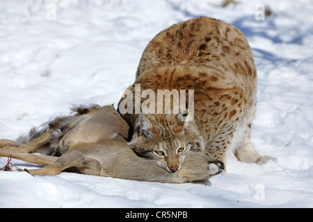 Luchs (Lynx Lynx), Männchen mit Beute, Reh (Capreolus Capreolus), Enlosure, gefangen, Thüringen, Deutschland, Europa Stockfoto
