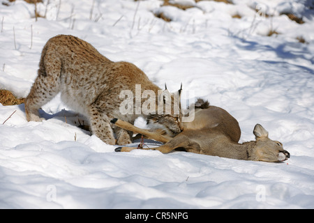 Luchs (Lynx Lynx), Weibchen mit Beute, Reh (Capreolus Capreolus), Enlosure, gefangen, Thüringen, Deutschland, Europa Stockfoto