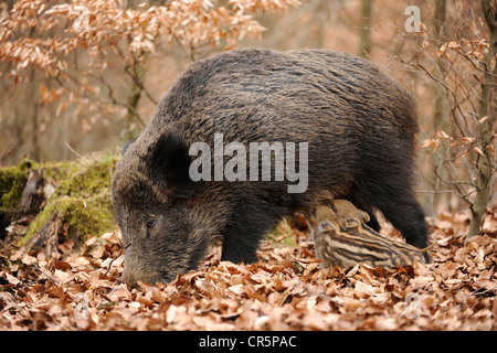 Wildschwein (Sus Scrofa), säen mit säugende Ferkel, Deutschland, Europa Stockfoto