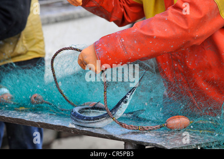 Fischer Entfernen einer aufgenommenen Hornhecht (Belone Belone) aus ein Netz an einem Strand in Binz, Rügen, Mecklenburg-Vorpommern Stockfoto