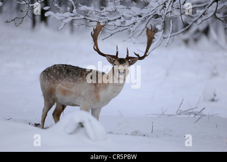Damhirsch (Dama Dama), buck stehen im Schnee, Deutschland, Europa Stockfoto