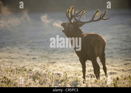 Rothirsch (Cervus Elaphus) während der Brunftzeit auf Frost bedeckt Waldlichtung in den frühen, kalten Morgen brüllt, Stockfoto