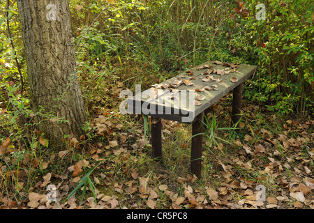 Isolierte kleine Holzbank unter Bäumen mit Blättern auf dem Sitz, Thüringen, Deutschland, Europa Stockfoto