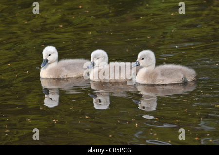 Stummschalten Sie Schwäne (Cygnus Olor), drei kleine flauschige Küken schweben auf dem Wasser, mit einem Spiegelbild, Deutschland, Europa Stockfoto