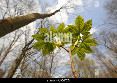 Young-Ahorn (Acer Pseudoplatanus), Frosch-Perspektive, UNESCO World Heritage Nationalpark Hainich, Thüringen Stockfoto