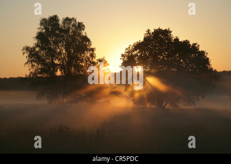 Stimmungsvolle Sonnenaufgang hinter zwei isolierten Bäume auf einer Wiese im Nebel, mit rötlichen Sonnenstrahlen, Deutschland, Europa Stockfoto