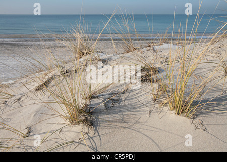 Europäische Dünengebieten Grass oder europäischen Strandhafer (Ammophila Arenaria), Weststrand auf der Halbinsel Darß Stockfoto