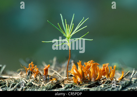 Sämling von Föhren (Pinus Sylvestris) und gelbe Stagshorn Pilz (Calocera Viscosa), Thüringen, Deutschland, Europa Stockfoto