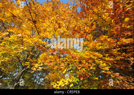 Herbstblätter Ahorn (Acer Platanoides) und Buche (Fagus Sylvatica) von unten gesehen, Thüringen, Deutschland, Europa Stockfoto