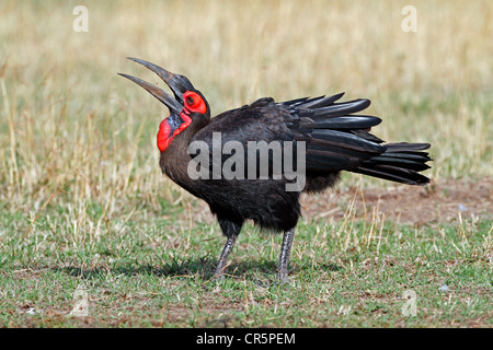 Hornbill (Bucorvus Leadbeateri) Essen Käfer, Masai Mara, Kenia, Afrika Stockfoto