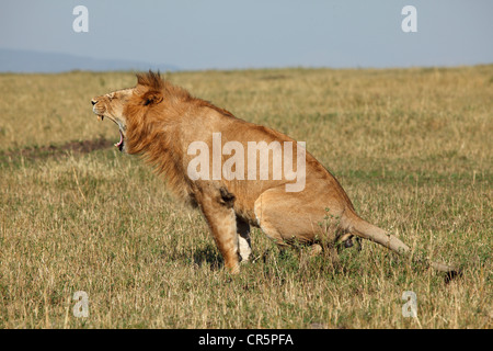 Männlicher Löwe (Panthera Leo), sitzen, Masai Mara, Kenia, Afrika Stockfoto