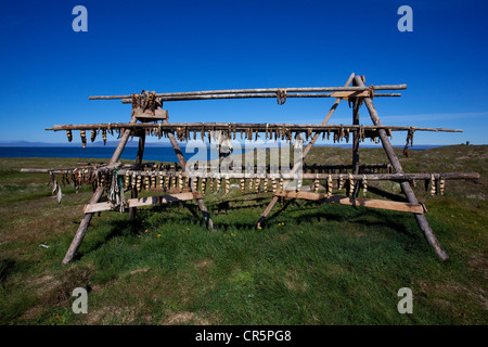 Trockengestelle mit Stockfisch, Flatey Insel, Island, Europa Stockfoto