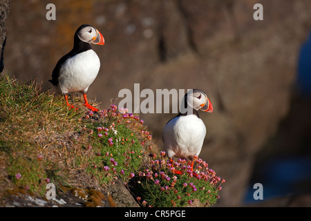 Papageitaucher (Fratercula Arctica), Flatey Insel, Island, Europa Stockfoto