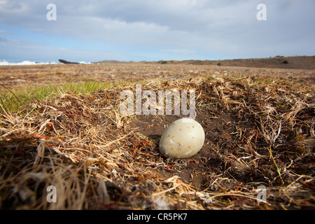 Great Skua (Stercorarius Skua), Grübeln mit einem Ei, South Island, Island, Europa Stockfoto