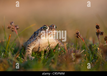 Natterjack Kröte (Epidalea Calamita Sy Bufo Calamita), Texel, Niederlande, Europa Stockfoto